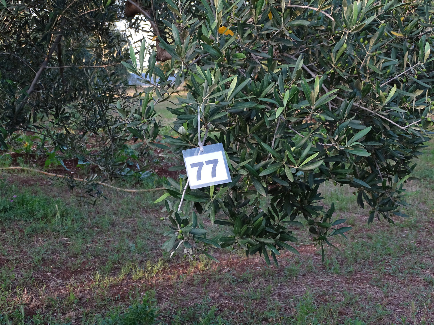 Ulivo 77