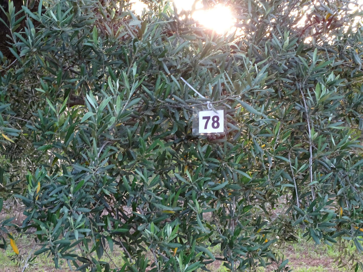 Ulivo 78