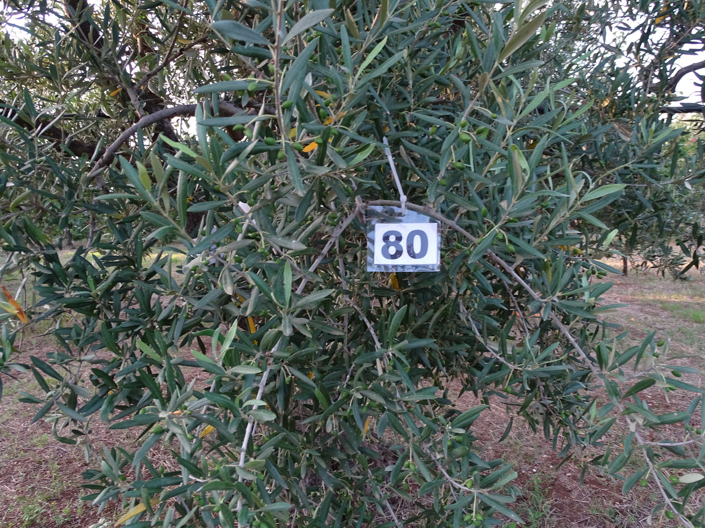 Ulivo 80