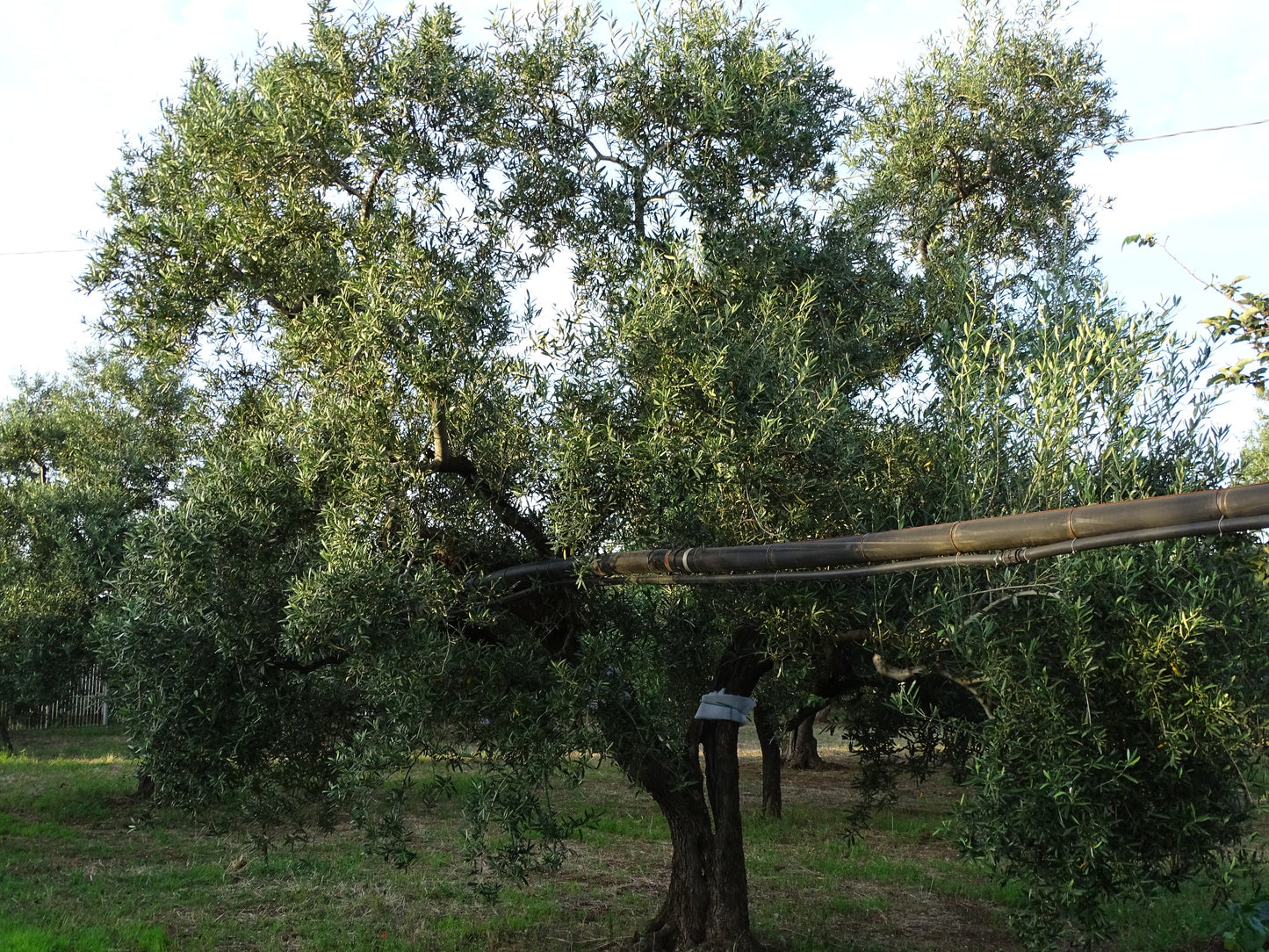 Olivenbaum 83