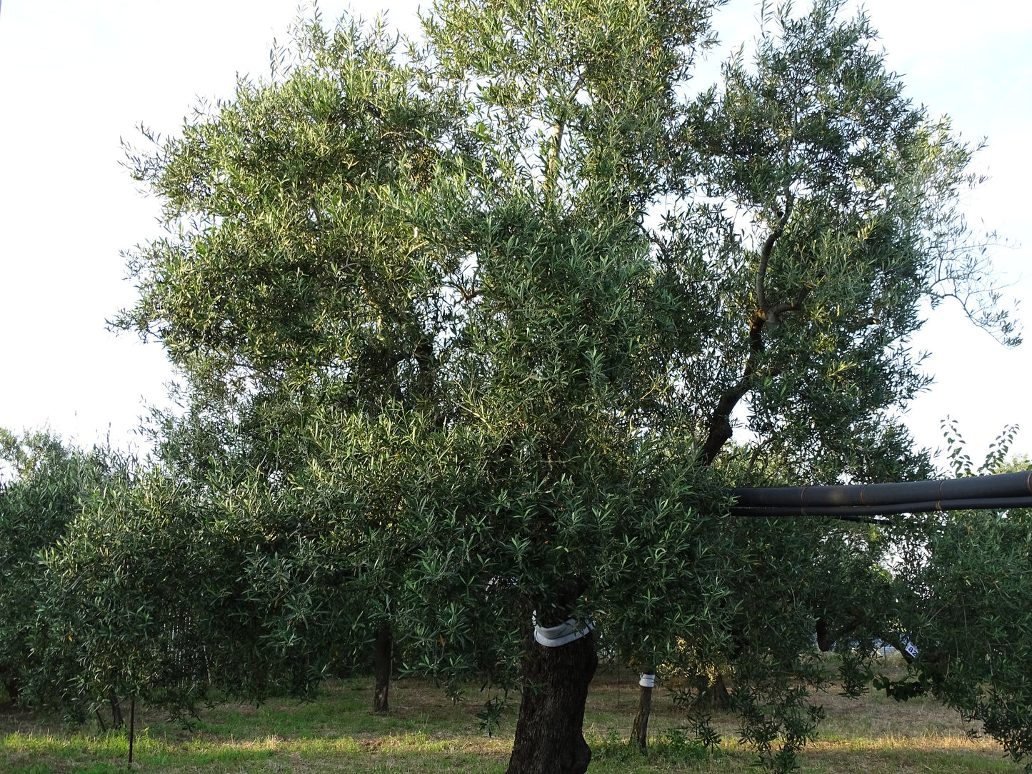 Ulivo 82