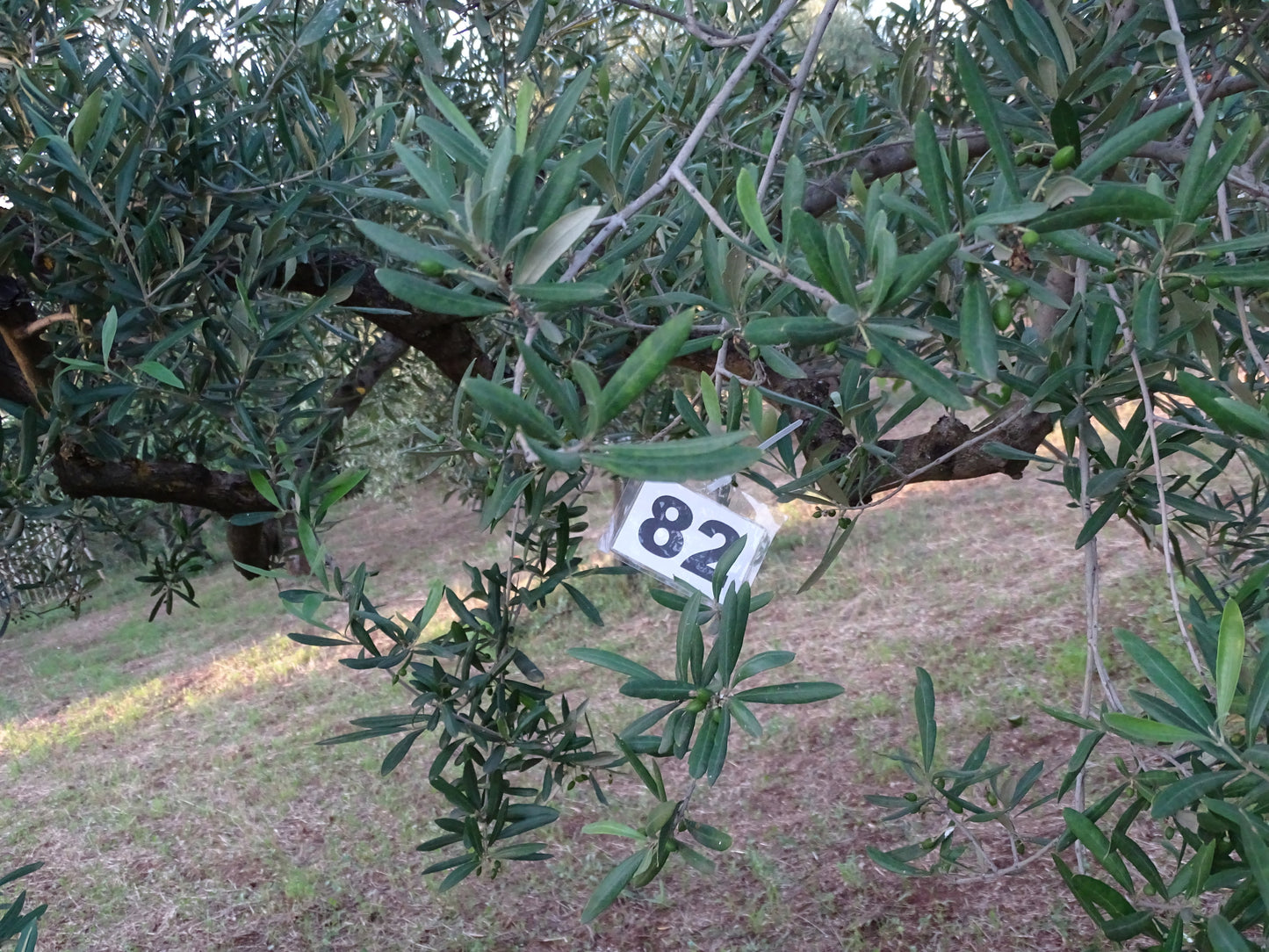 Ulivo 82