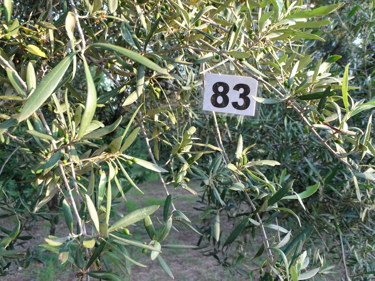 Olivenbaum 83