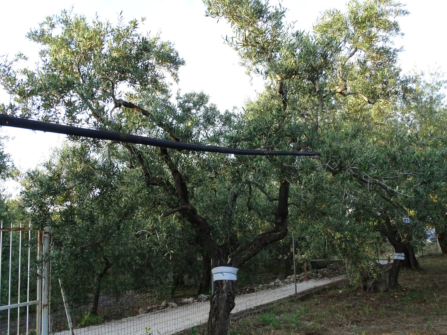Ulivo 85