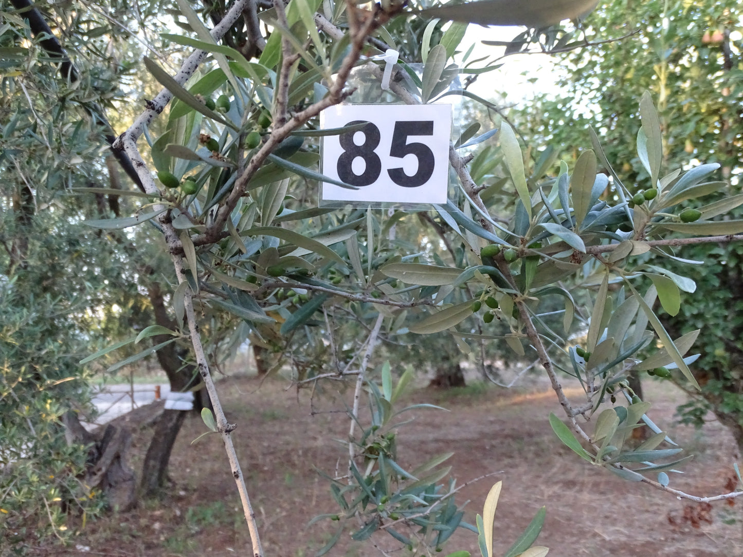 Ulivo 85