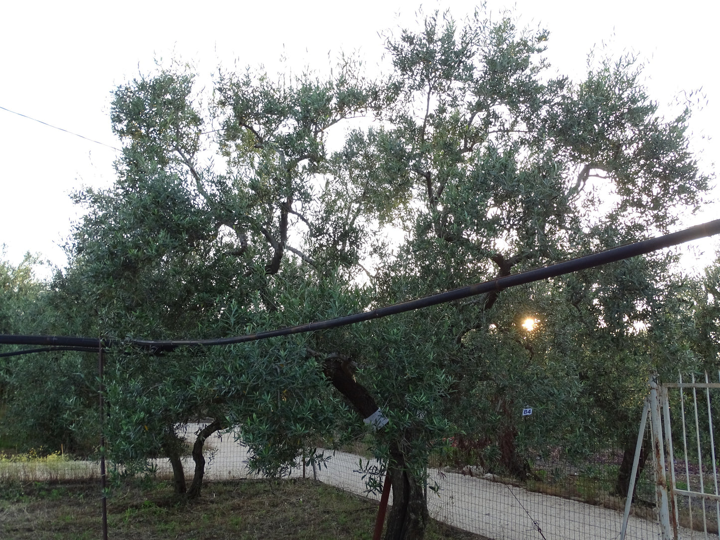 Ulivo 84