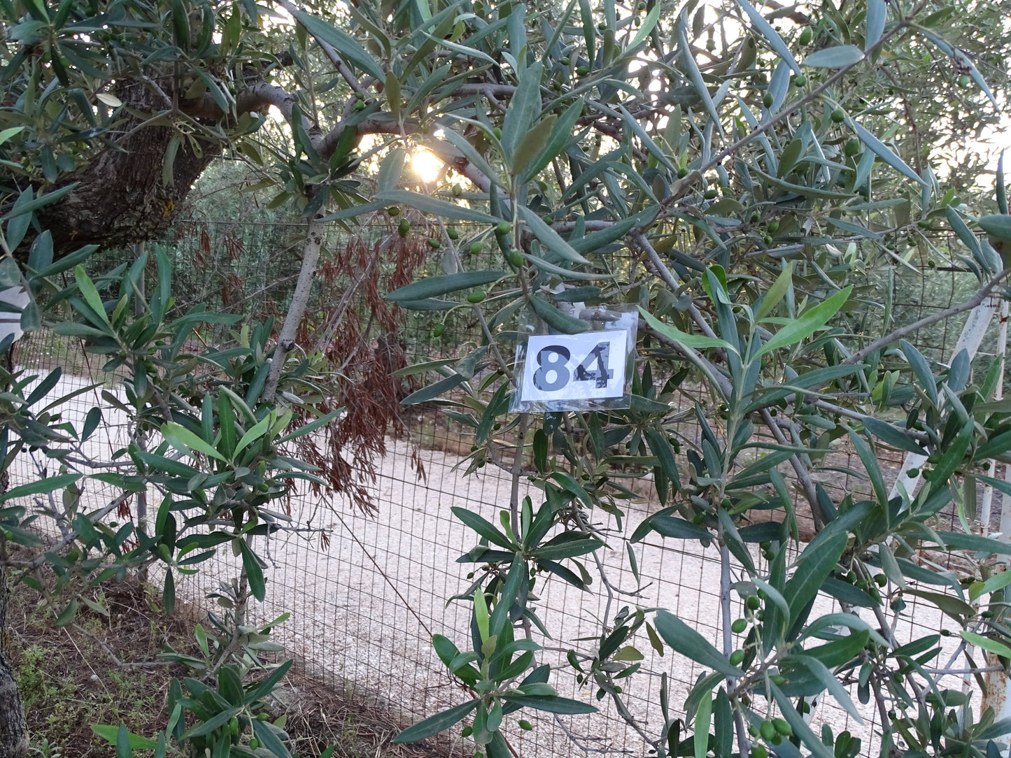 Ulivo 84