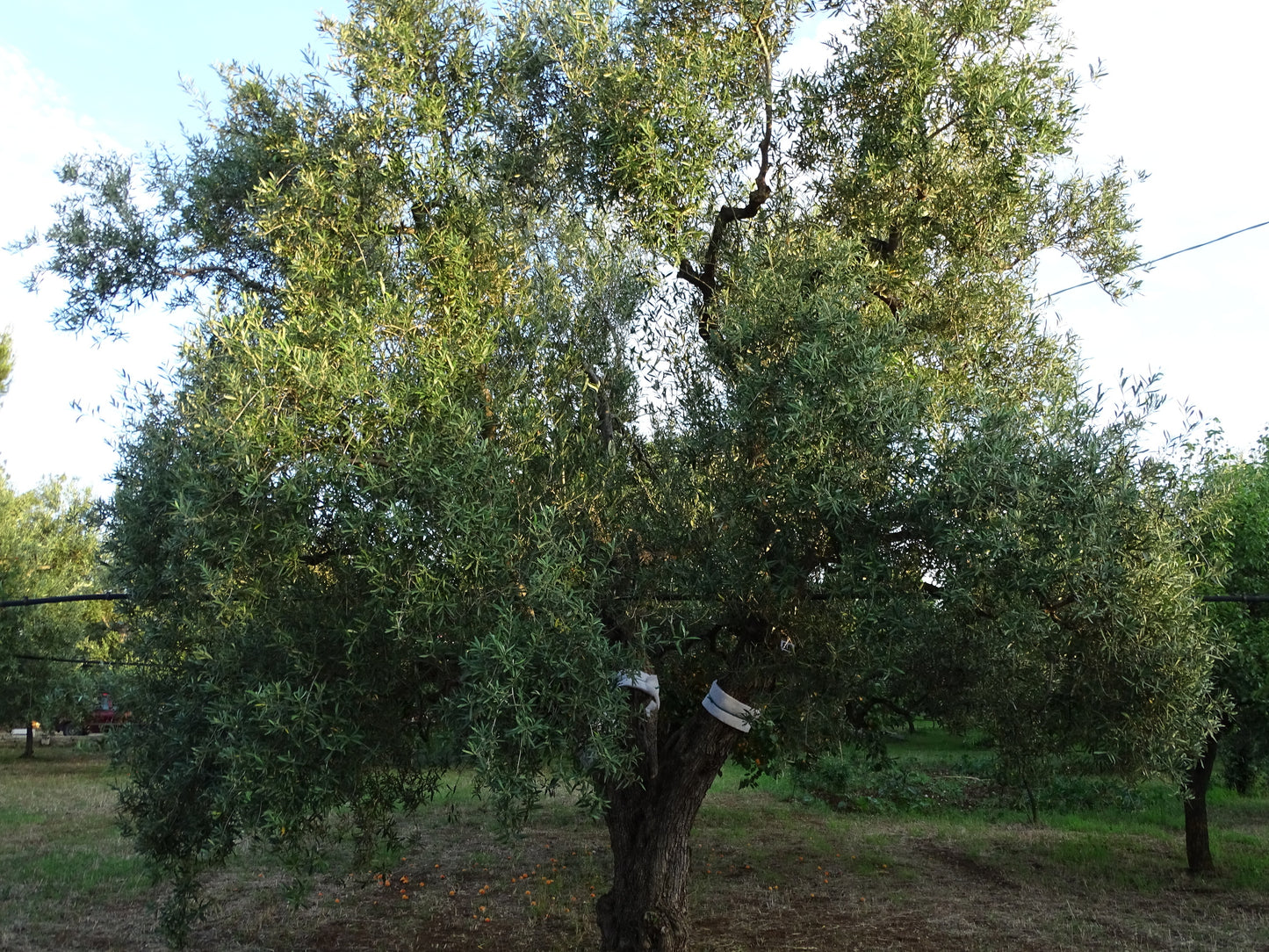 Ulivo 86