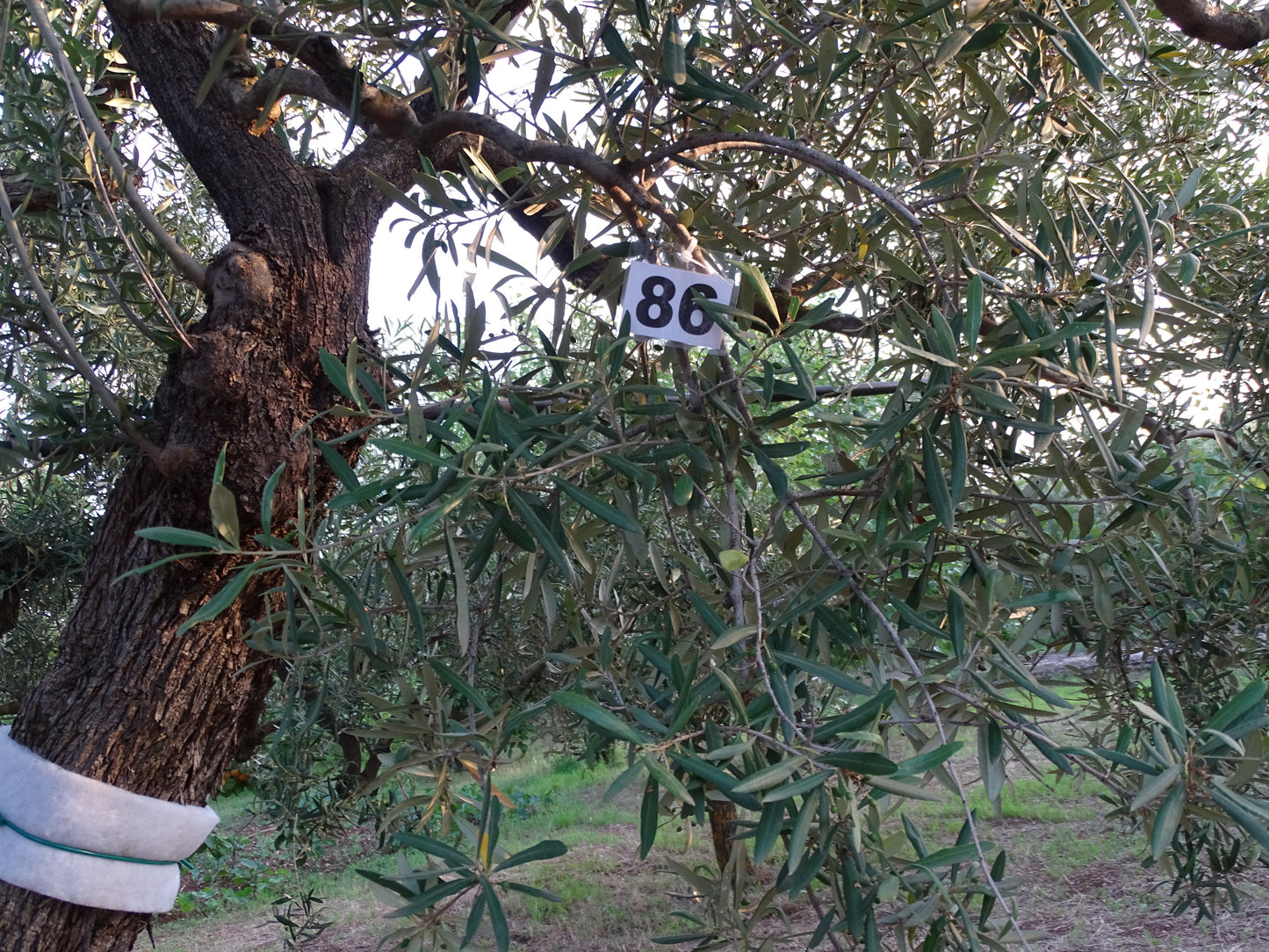 Ulivo 86