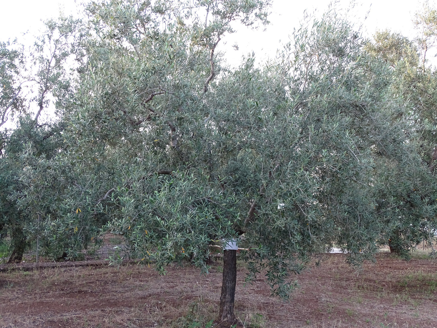 Ulivo 88