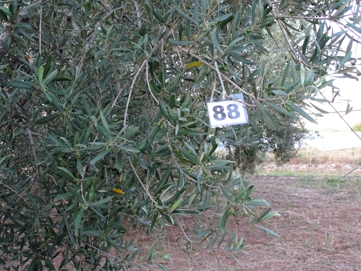 Ulivo 88
