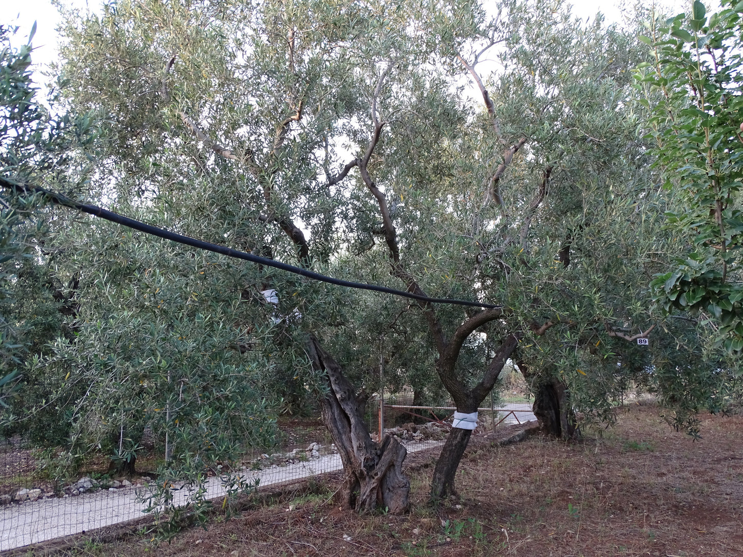 Ulivo 89