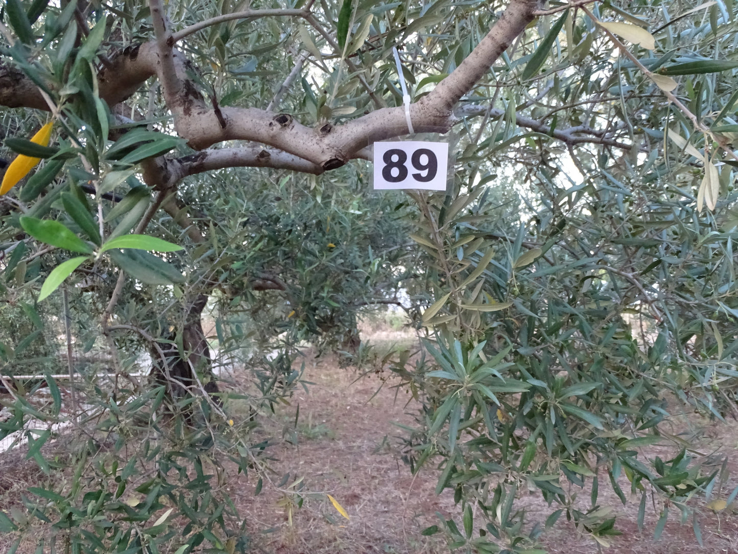 Ulivo 89