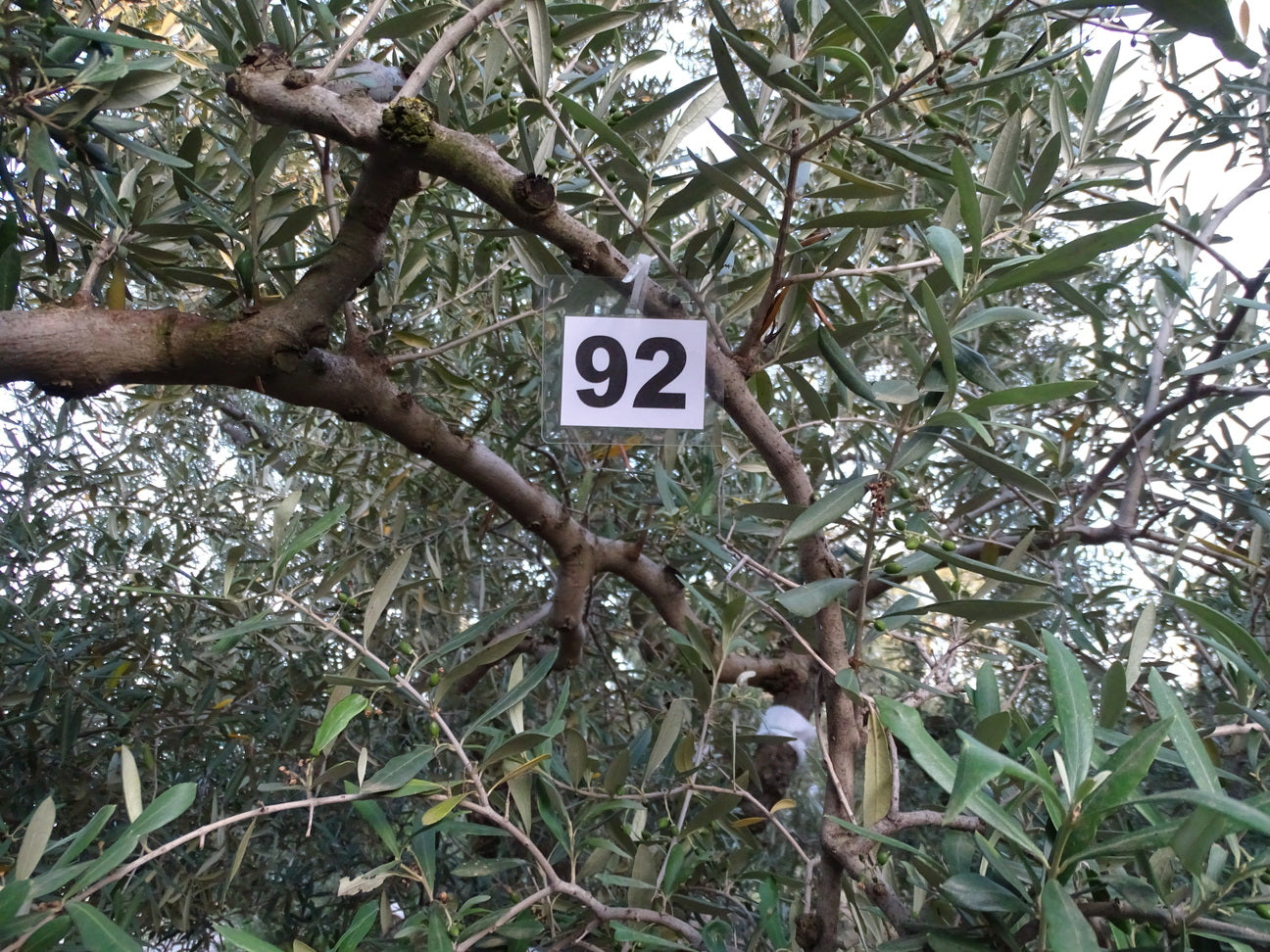 Ulivo 92