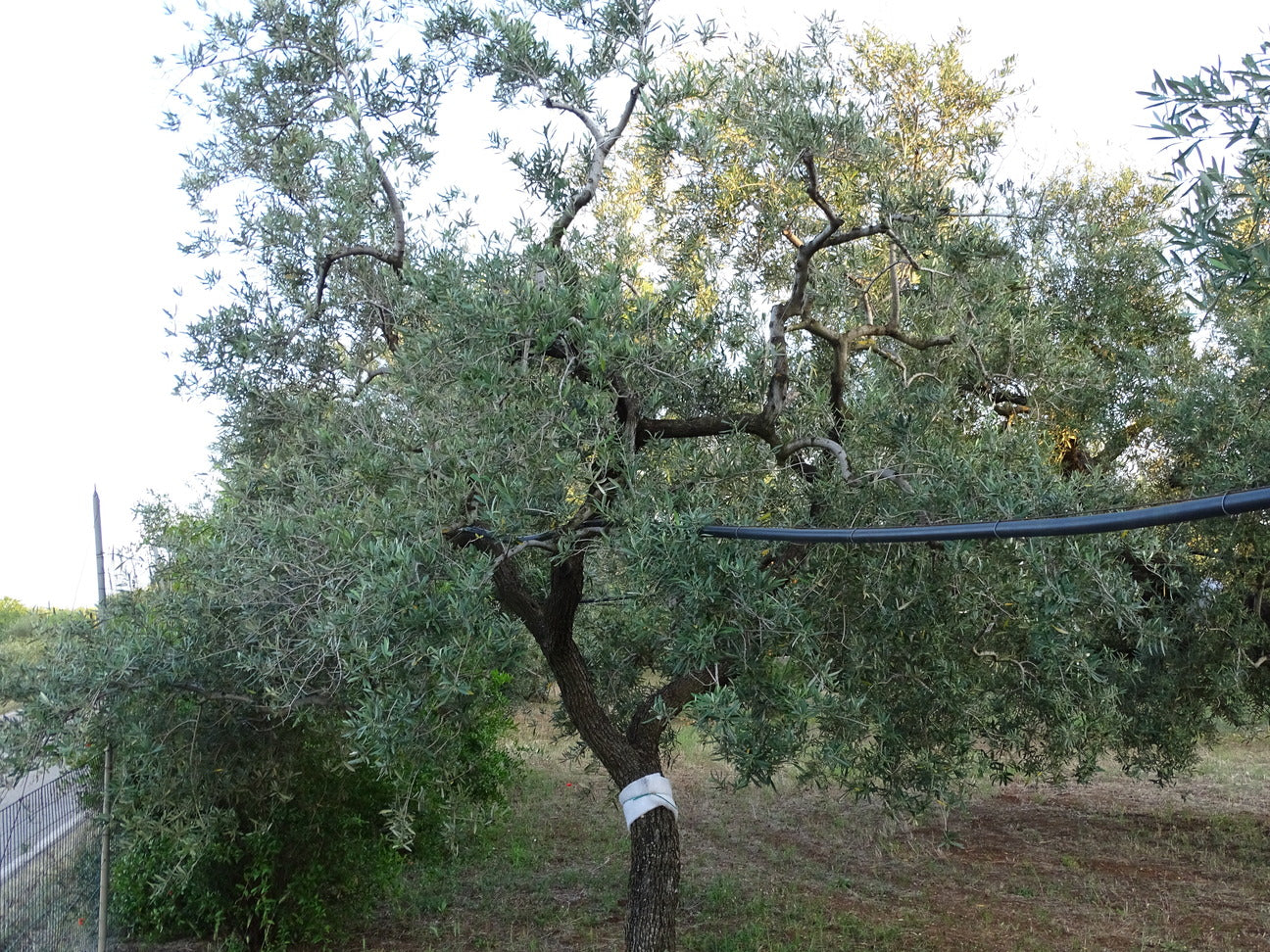 Ulivo 93