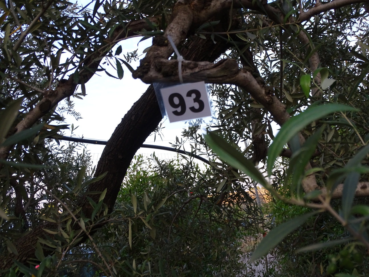 Ulivo 93