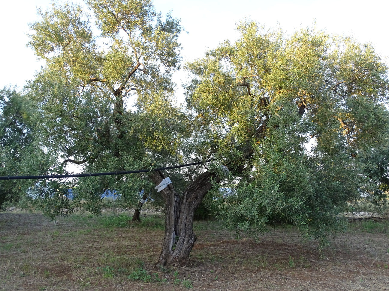 Ulivo 94