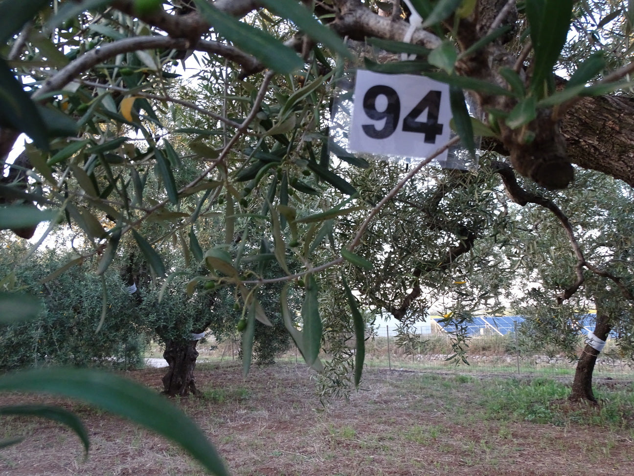 Ulivo 94