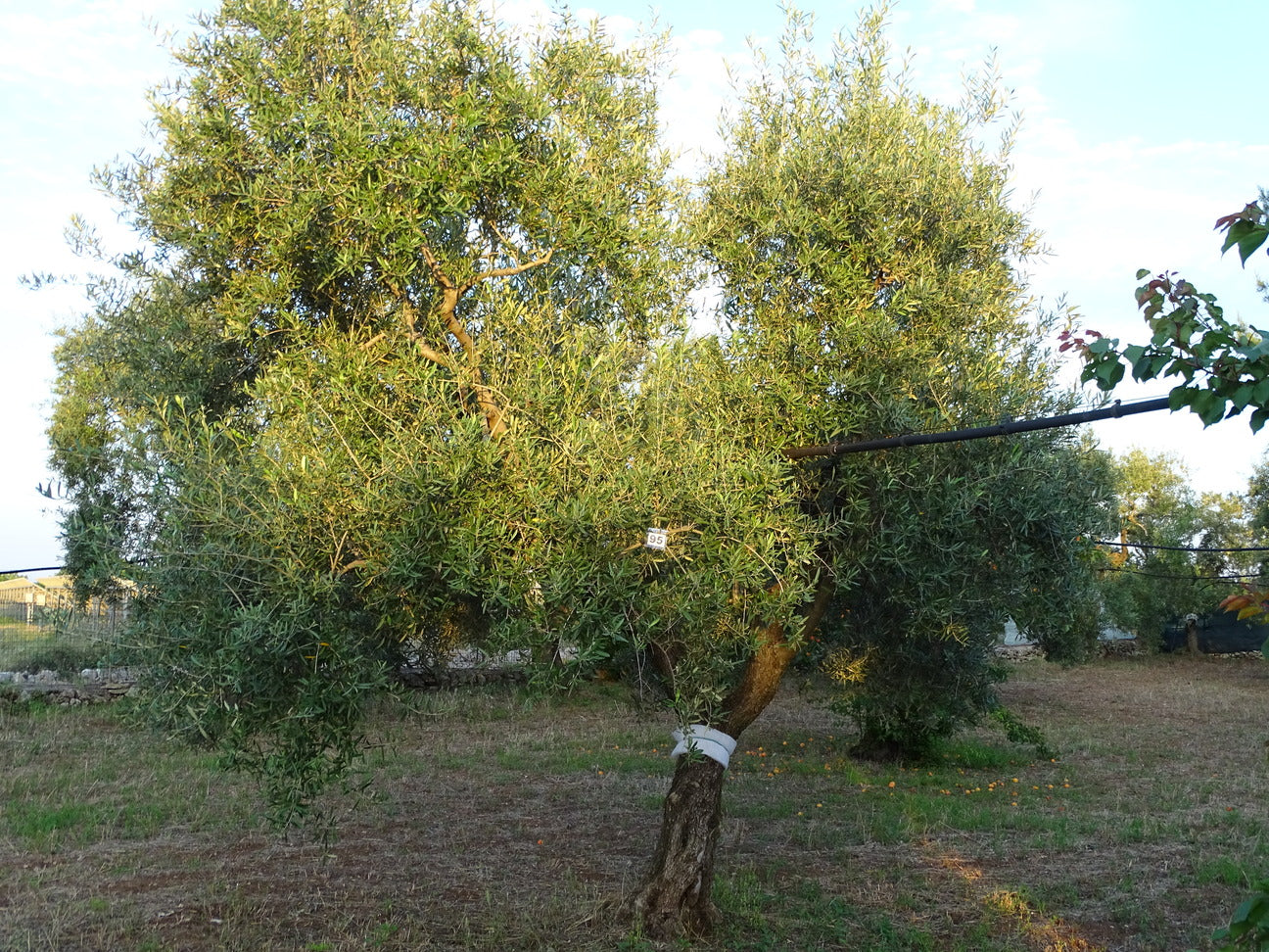 Ulivo 95