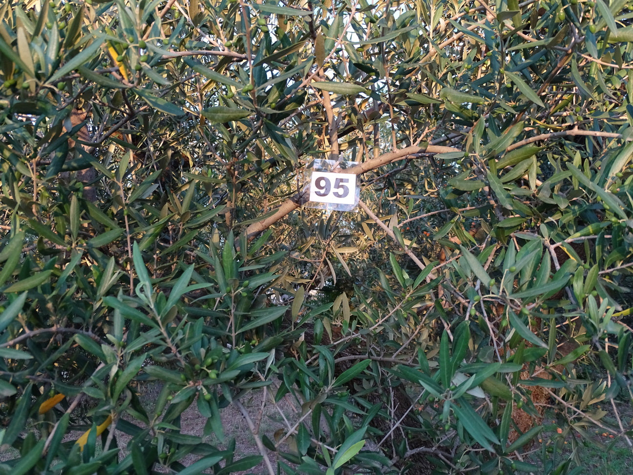 Ulivo 95