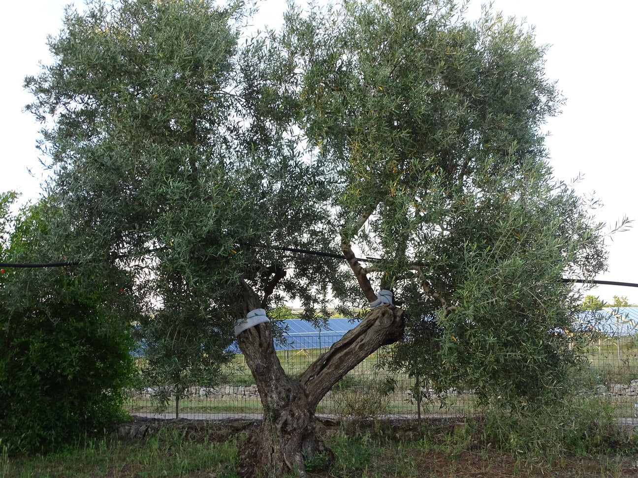 Ulivo 96