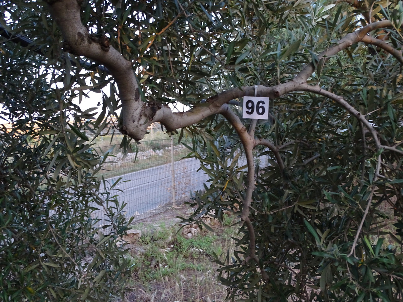 Ulivo 96