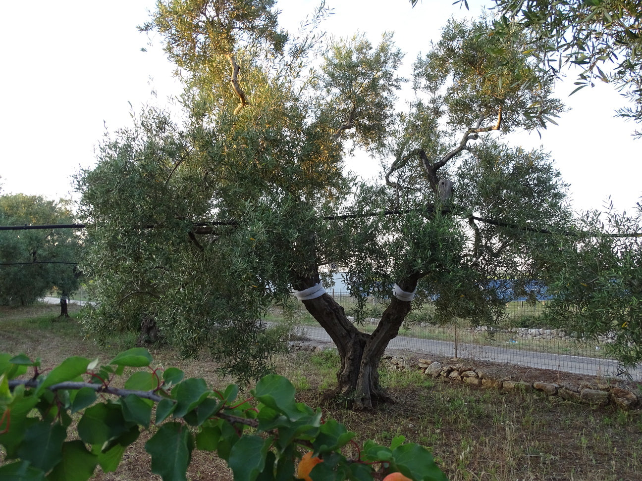 Ulivo 97