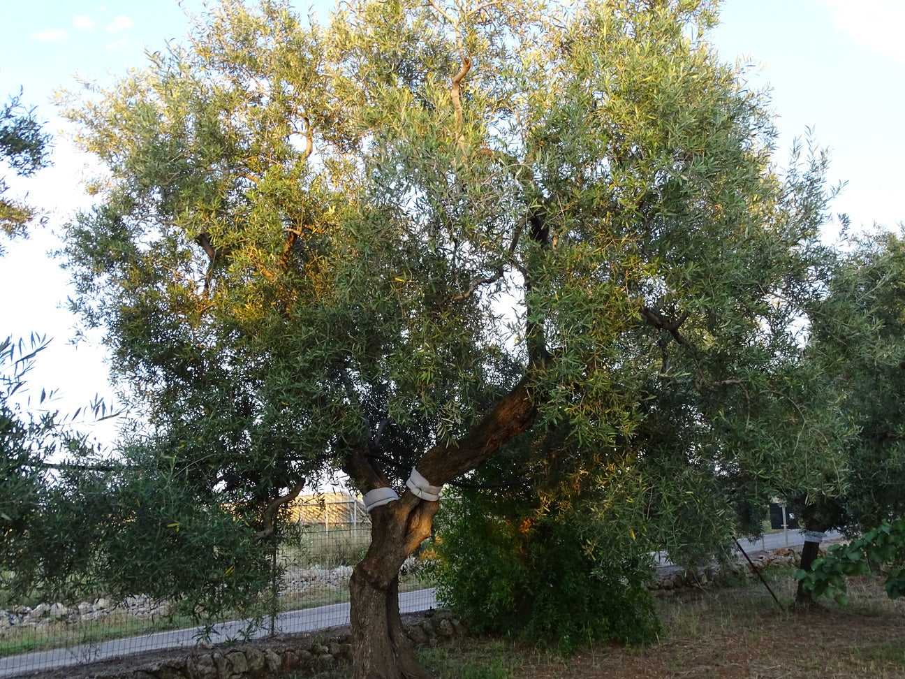 Ulivo 98