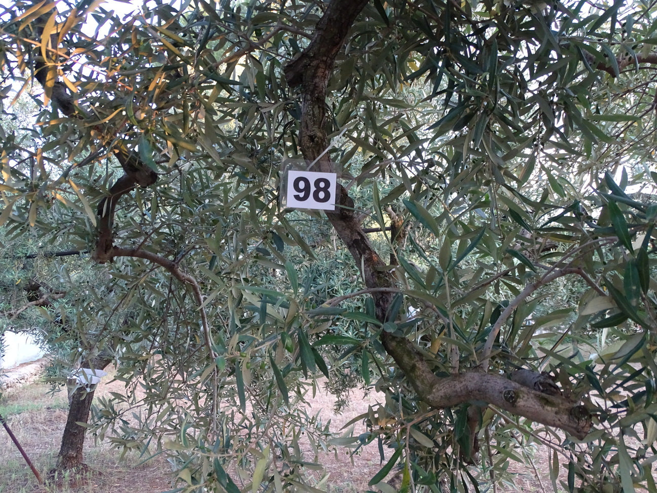 Ulivo 98