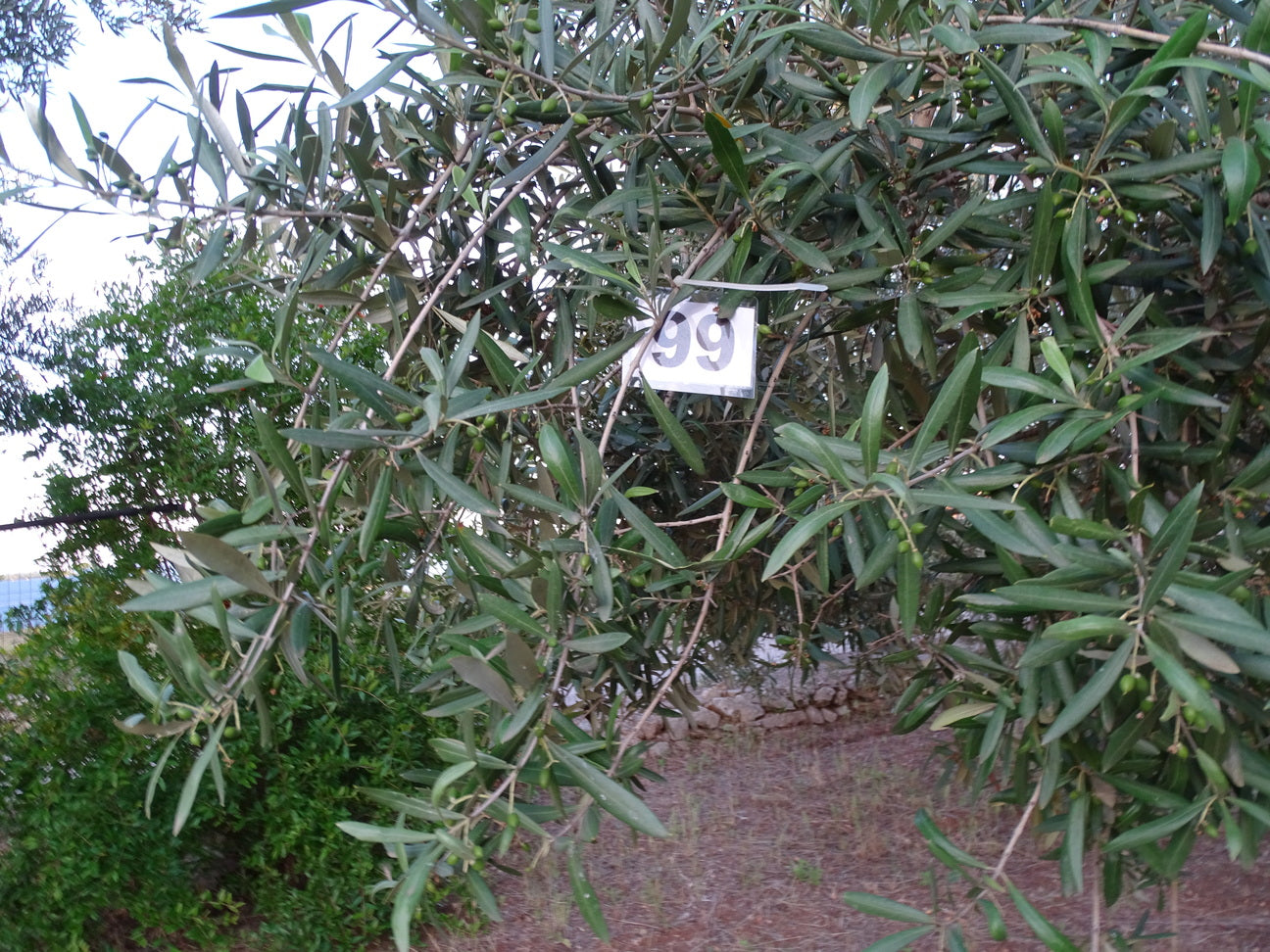 Ulivo 99