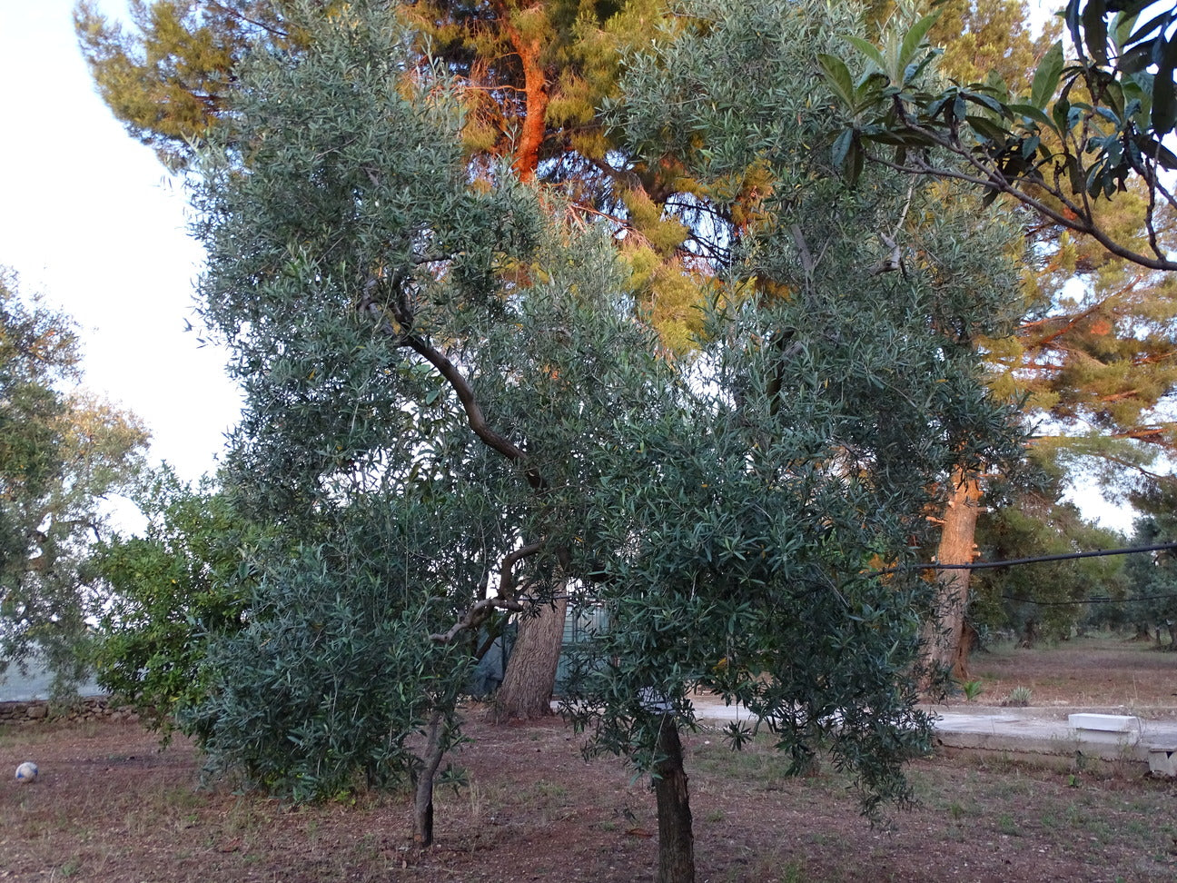 Ulivo 102