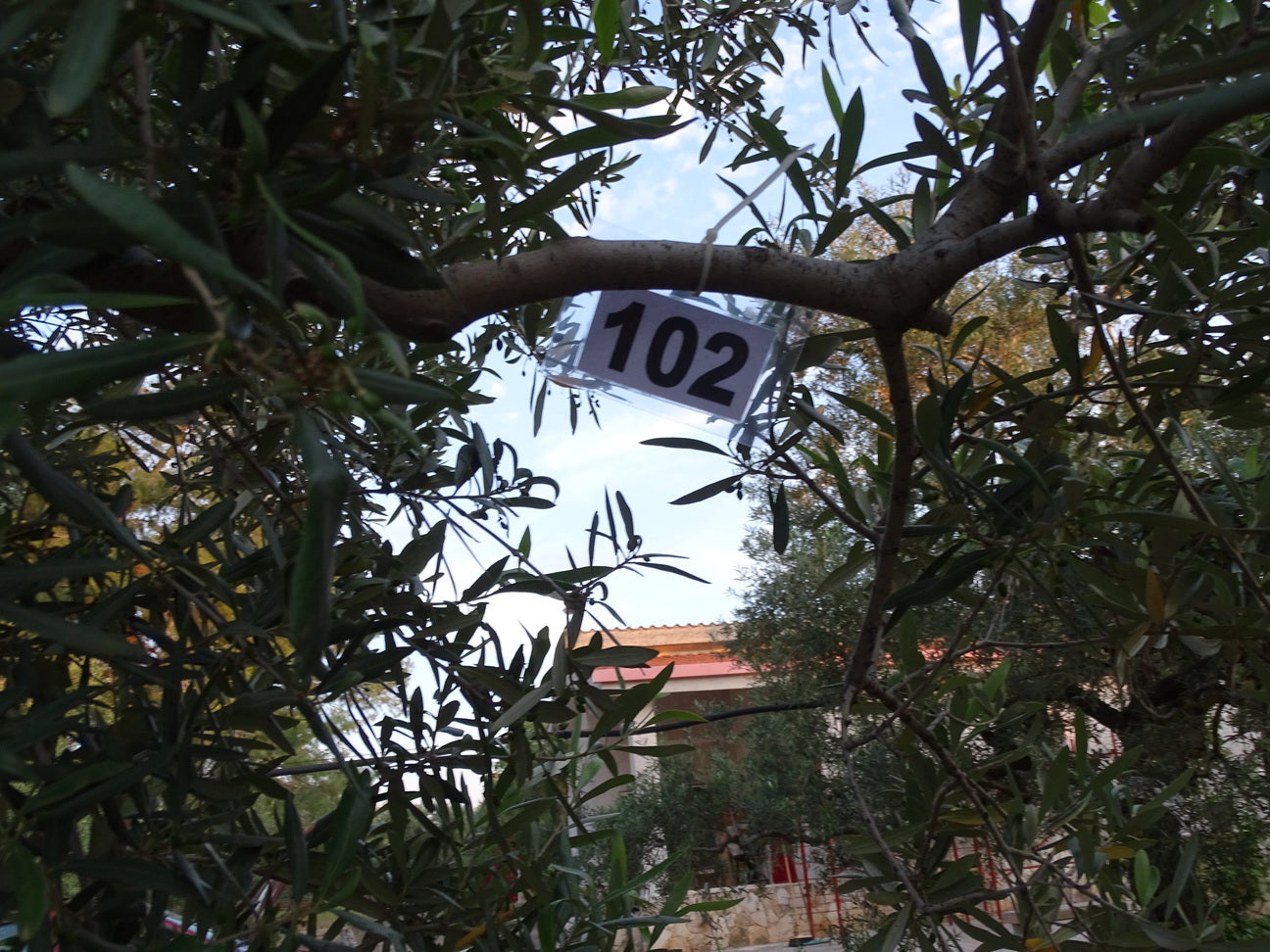Ulivo 102