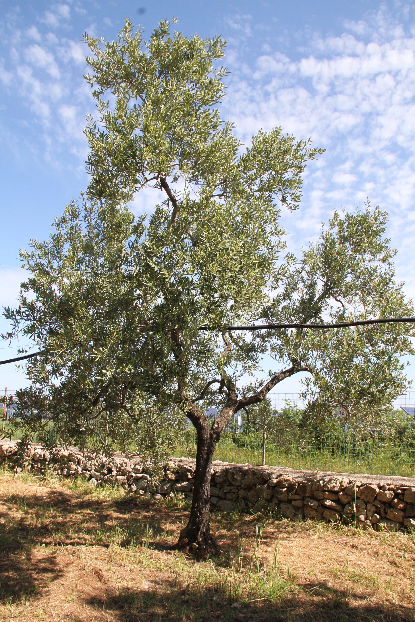 Olive tree 10