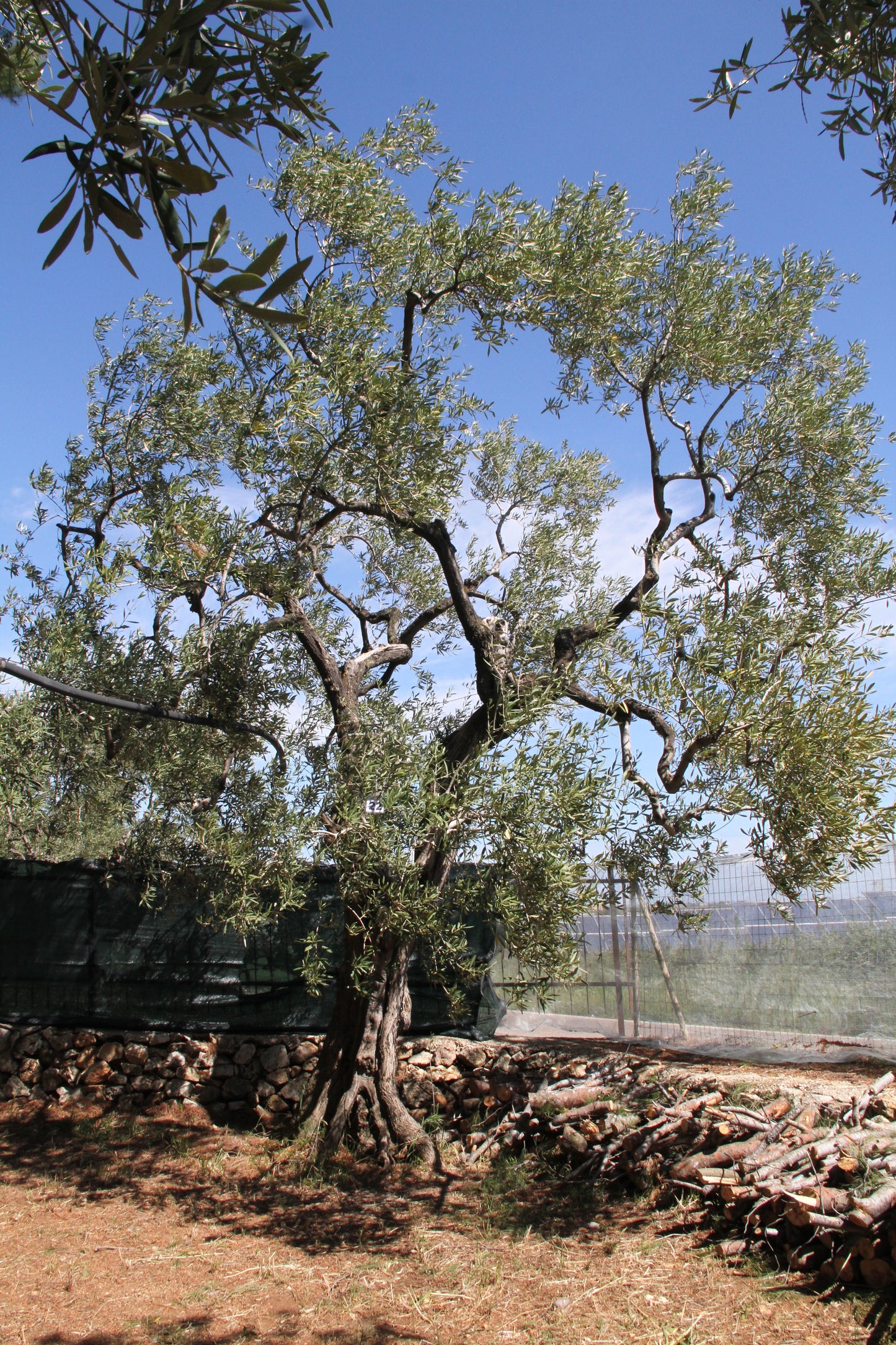 Olive tree 22