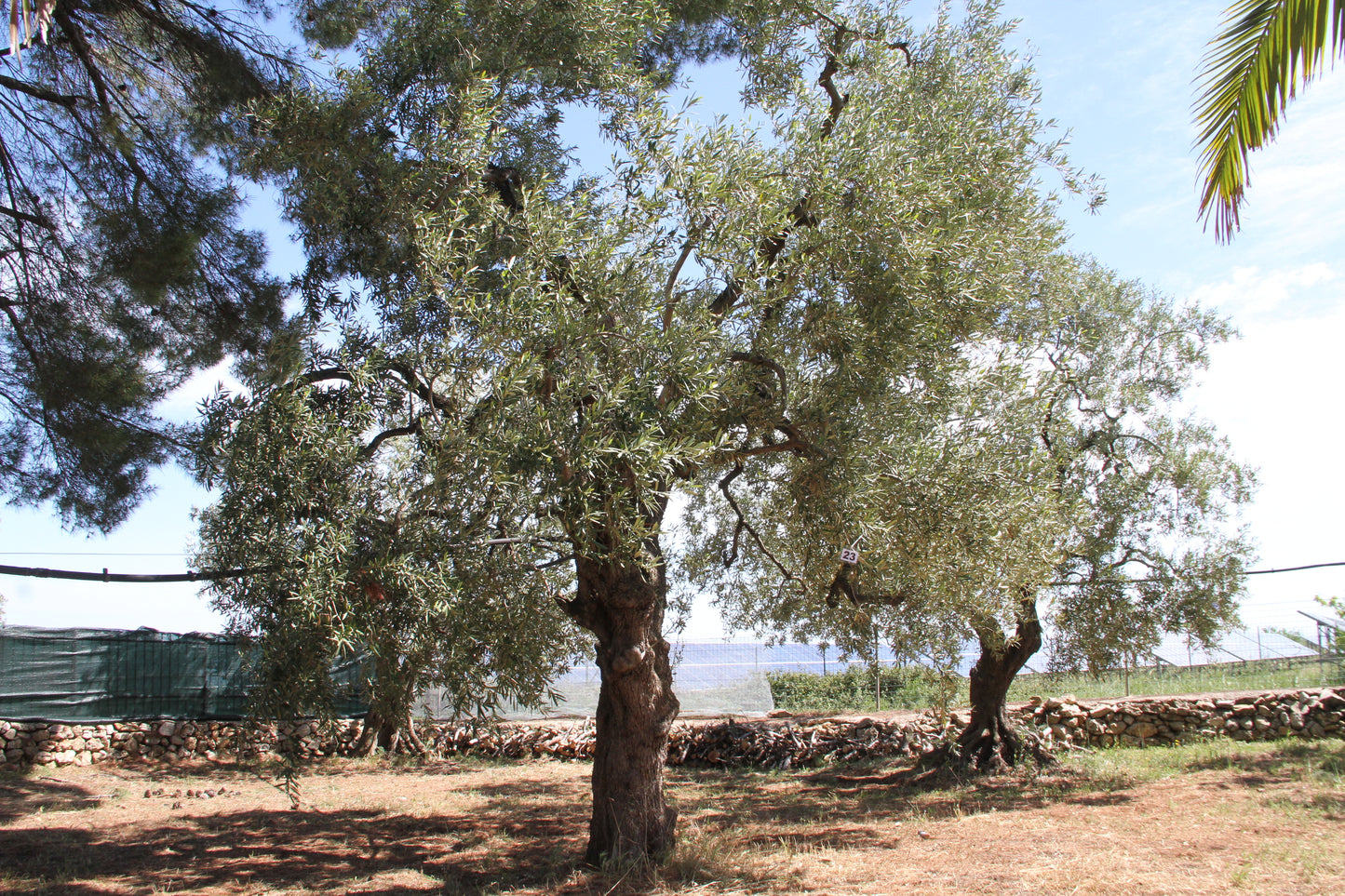 Olive tree 23