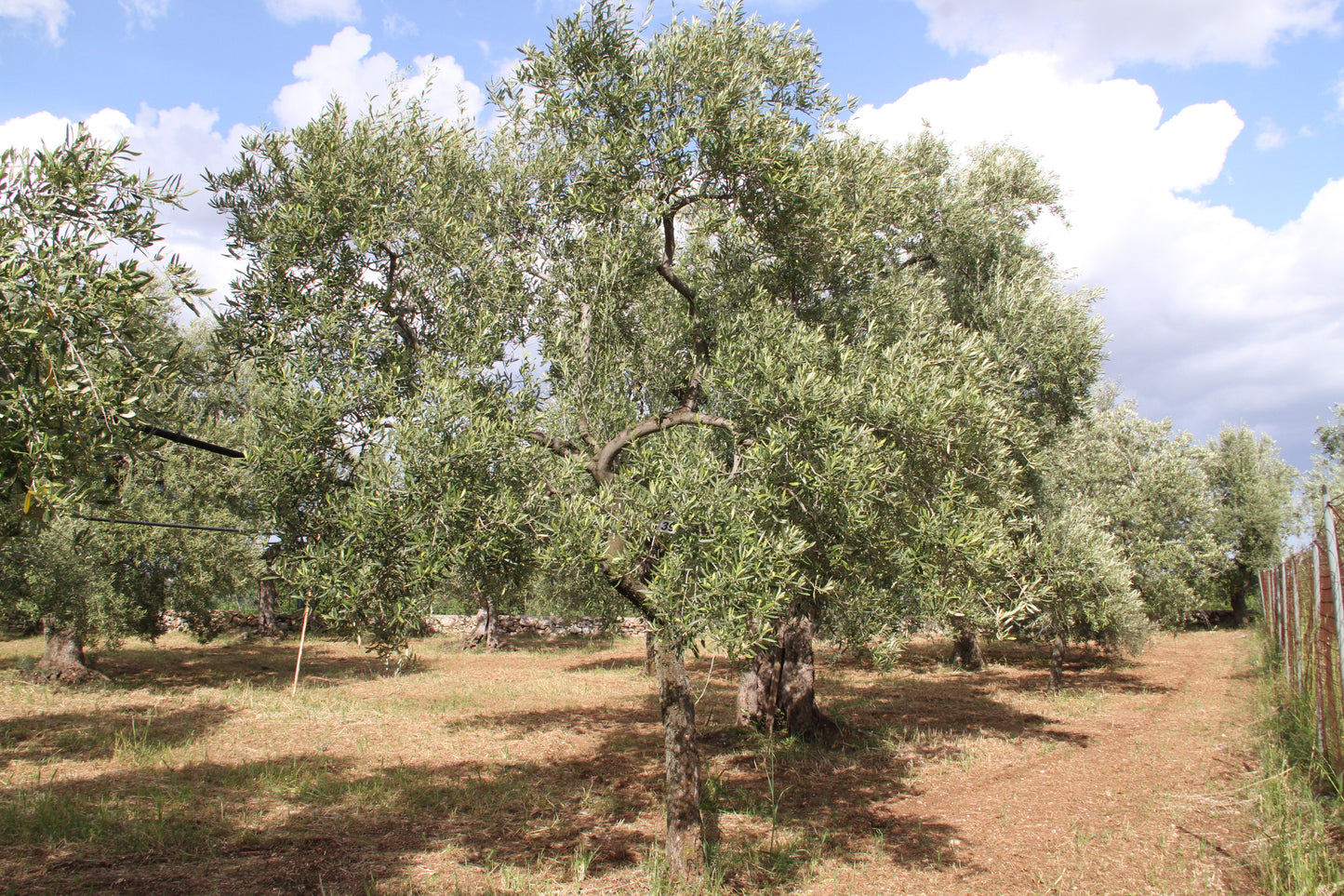 Olive tree 39