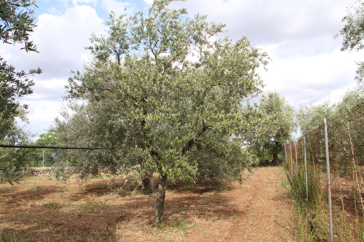 Olive tree 41