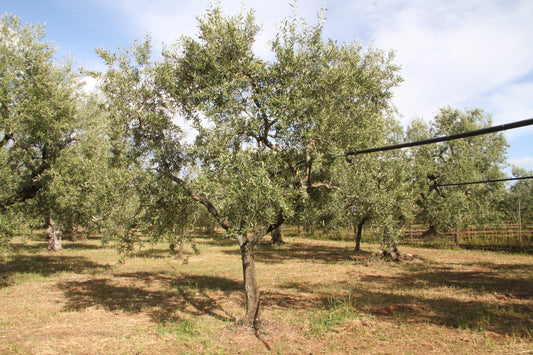 Olive tree 53