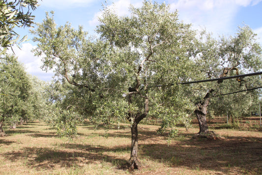 Olive tree 57